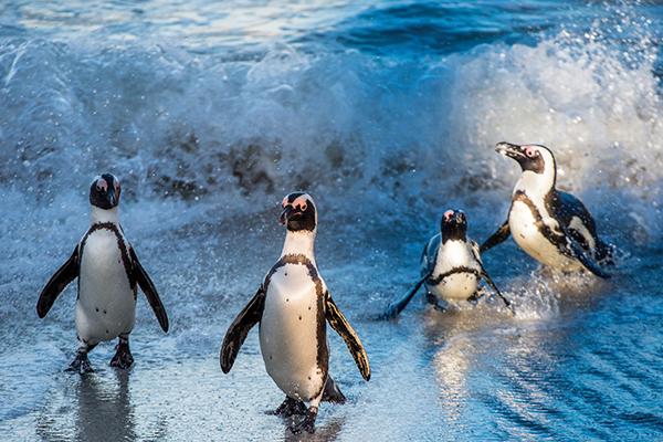 Microfibre XL Printed Towel - Swimming penguins